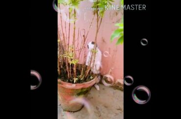 My Cute Rabbit.... Video....😍😍😍