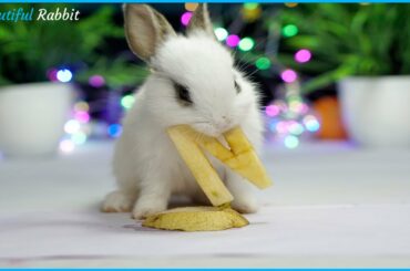 Adorable Baby Rabbit Picky Eating ASMR Very Lovely  Letter N