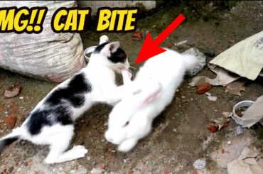 Hungry Cat Vs Rabbit Fight! Cat Bite a Cute Bunny