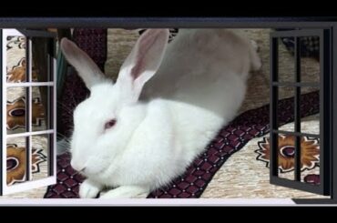 My cute rabbit ( HAPPY ) 🐰 eating potato 🍠 ll