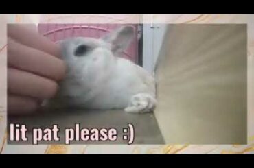 Cute bunny Fiona&Willow