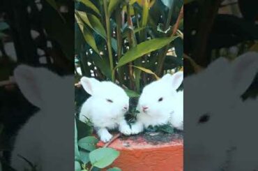 Baby rabbits-cute and pretty rabbit video||Amazing world