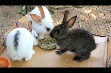 Cute and Beautiful Baby Bunnies