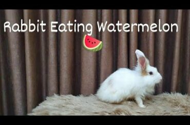 Rabbit Eating Watermelon And Talking To You Guys❤️