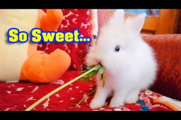 Meet Marshmallow My Adorable LIONHEAD Bunny 🐰