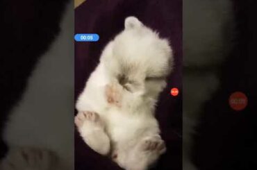 The cutest  bunny you might ever see