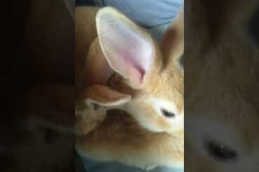 Cute bunny giving love!