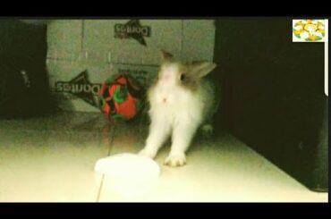 Angry BunnY Rabbit 🐰