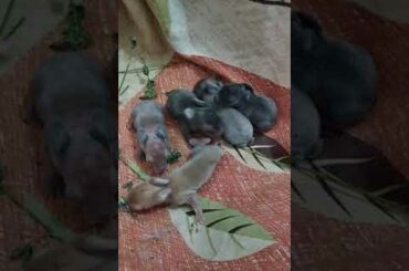 Baby rabbits so cute