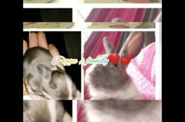Little bunnies family