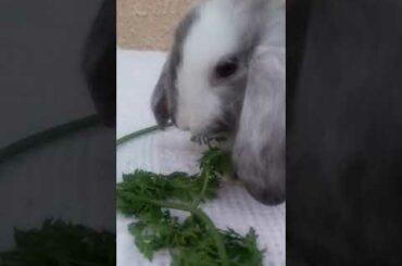 cute baby lop bunny ♥️😍🐇