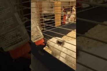 Cute Bunny drink more than 3 min water at night. Süsses Kaninchen~小兔兔喝水