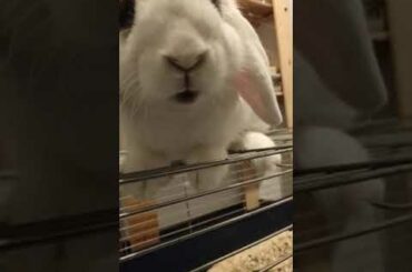 Cute Bunny eating, Süsses Kaninchen isst Staudensellerie, soo lecker! 小兔兔吃芹菜，嘎嘣脆!