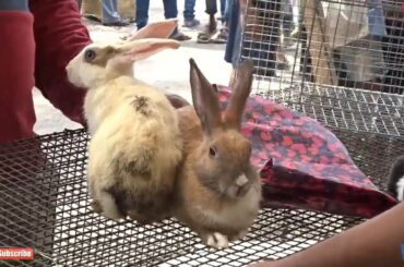 2020 Rabbit for sale Galiff street pet market kolkata || exotic rabbit ||wholesale pet ||rabbit sale