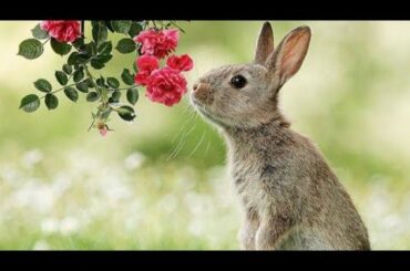 My cute rabbit 😍❤️🐇 part-2