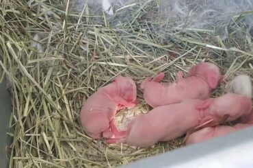 ANIMALS : NEW BORN BABY RABBIT | CALIFORNIA RABBIT