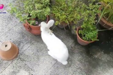 Funny Little Rabbit Playing Video | Bunny Videos For Kids