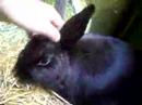 big Rabbit mother and babies