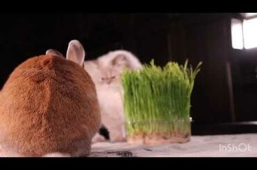 Cute bunny and cat eating together