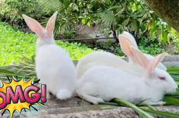 Funny and Cute Baby Bunny Rabbit Videos ! Part-48 ! Animals World