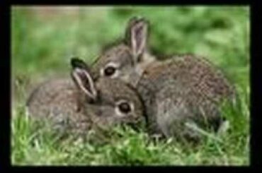 Cute Bunny pics