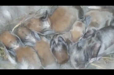 Rabbit Giving Birth | Watch Them Grow From Day 1 - 25