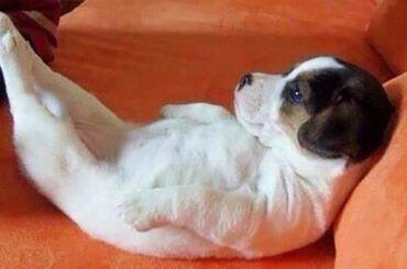 AWW CUTE BABY ANIMALS Videos Compilation Funniest and cutest moments of animals - Soo Cute kiki #3