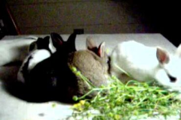 baby rabbits 20 days old www.extremebeau tysupply.com