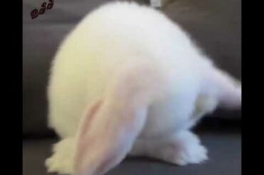 #42. Cute bunny.