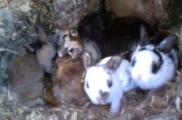 Update on baby bunnies !!!!!