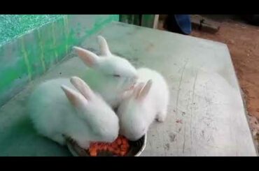 #Cute Rabbit Bunny 🐰🐰🐰🐰