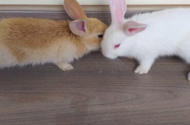 NEW CUTE RABBIT