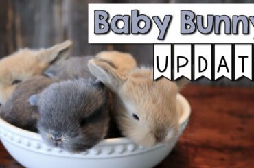 Baby Bunny Update - 3 Weeks Old!