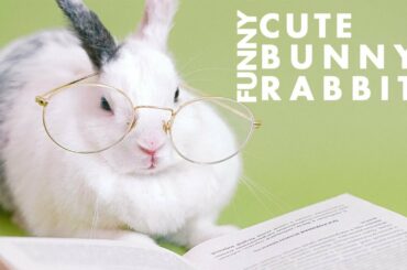 Funny and Cute Baby Bunny Rabbit Videos - Baby Animal Video Compilation (2020)
