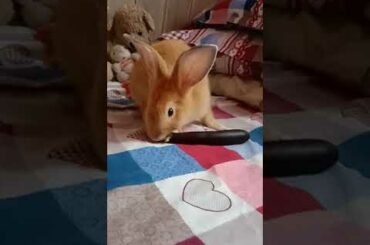 Watching Cute bunny eat