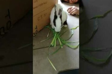 #premprakash official# my cute bunny feeding|| premprakash official||