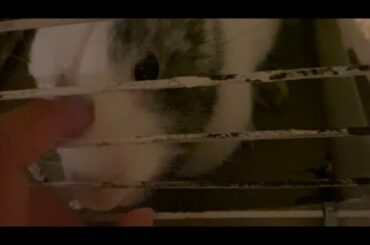 Cute Bunny gets Scratches