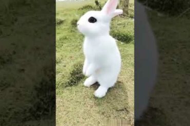 # cute little rabbit