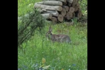 Cute rabbit found eating glass