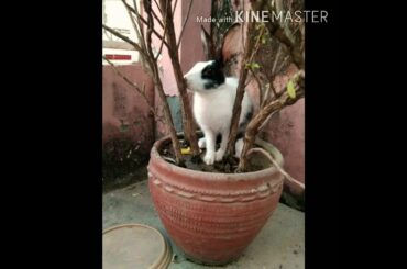 My Rabbit cute photo album........😄😄