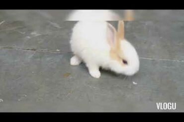 My cute rabbit