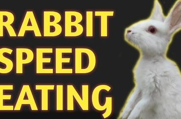 Rabbit Speed Eating Competition-1