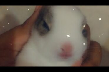 Cute Baby Bunnies 🐰 | Almost Infinity