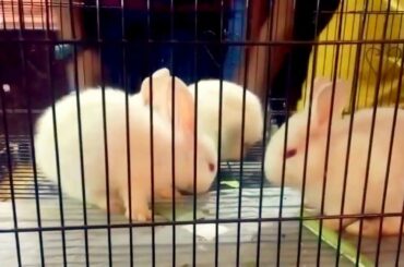 Cute Rabbit Videos
