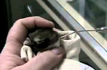 Hand Feeding some Orphaned Baby Rabbits- (iPhone)