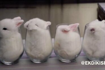 Cute rabbit video 😍😍
