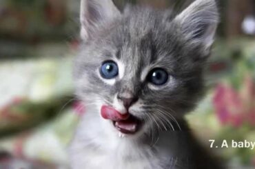 Top 10 Awesome Cute Baby Animals