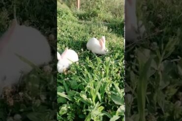 Two cute Rabbit 🐰🐰