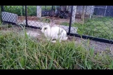Cute rabbit