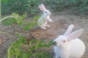 White Rabbits Love to Eat Moringa  | Rabbit ( खरगोश khargosh ) Farming | The Emerging Farmer
